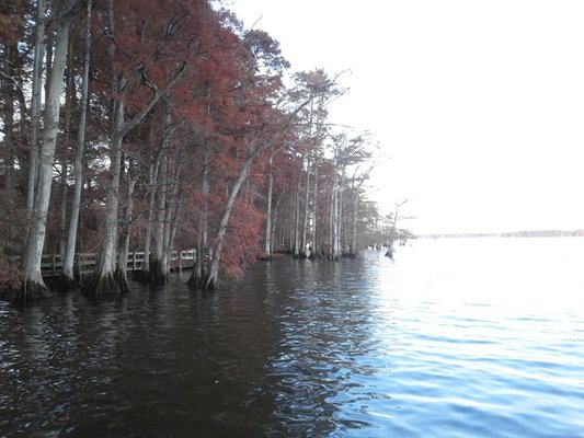 Reelfoot Lake State Park Reviews