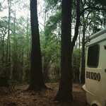 Caddo lake state park