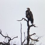 Canyon of the eagles resort