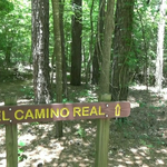Mission tejas state park