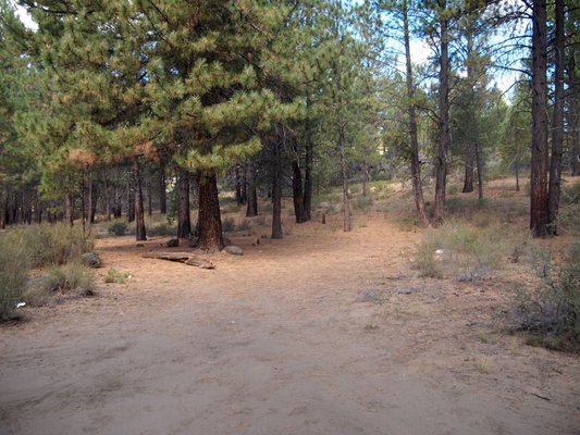 Forest Road 260 photo 2