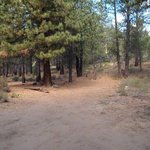 Forest road 260