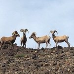 Mittry lake wildlife area