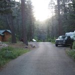 Black canyon campground santa fe nf