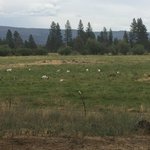 Hat creek hereford ranch rv park campground