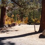 Big trees
