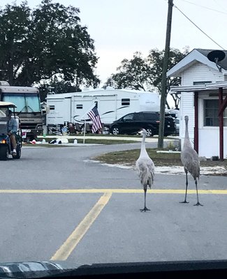 Kissimmee South 55+ RV Resort photo 2