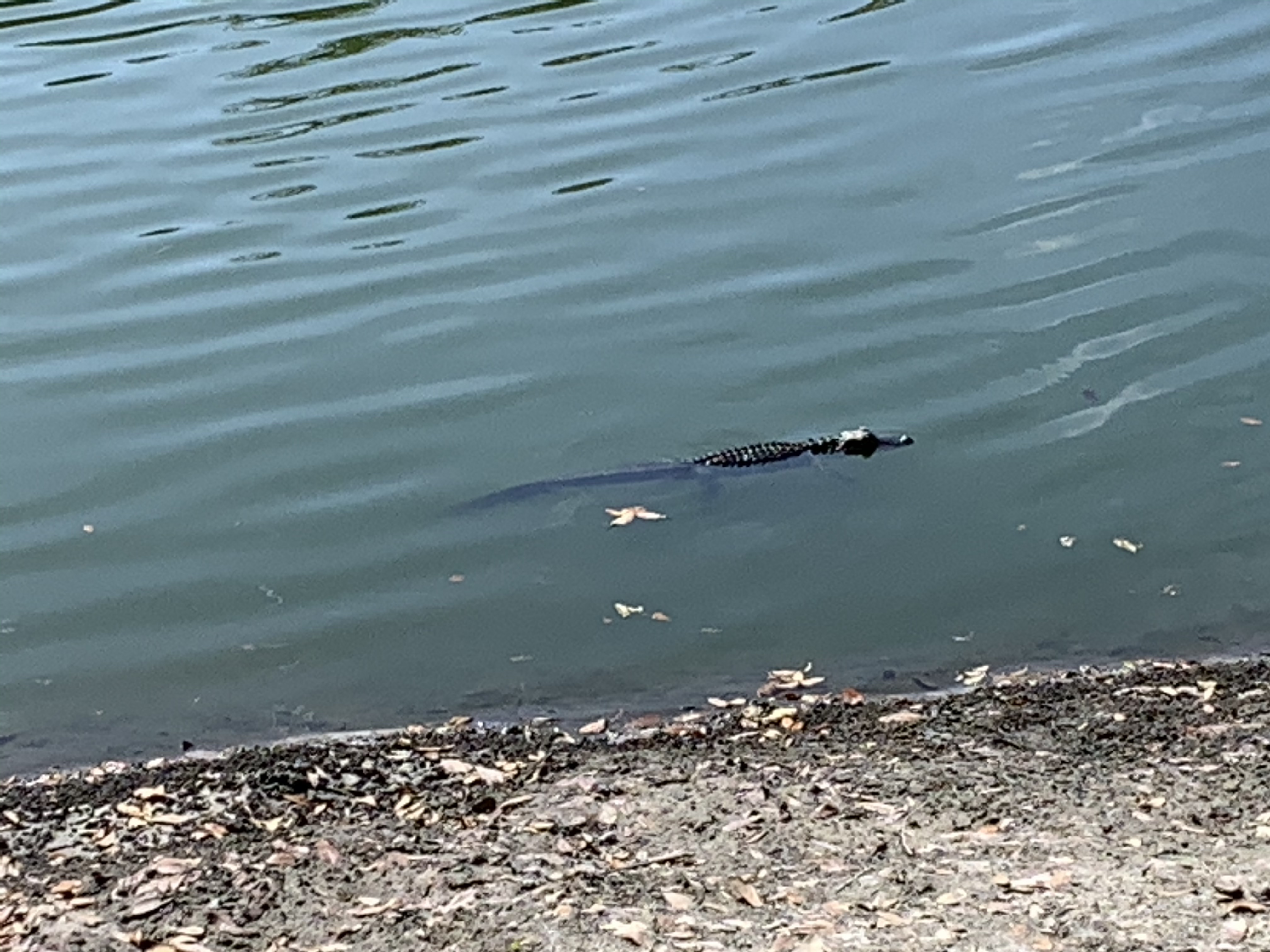 Waters Edge 55+ RV Resort Reviews & Reservations updated 2024