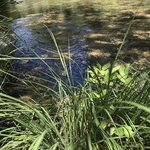 Golden trout campground