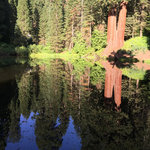 Hedrick pond campground