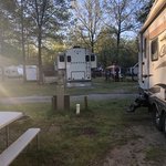 Long leaf pines oasis
