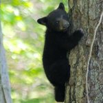 Camping in the smokies