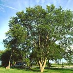 Lake lavon rv park