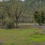 Oak flat campground ca
