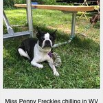Greenbrier river campground