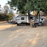 Santa margarita koa