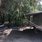 Willits koa