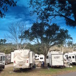Wildwood koa