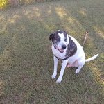 Tifton koa
