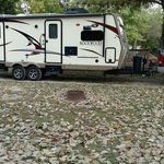 Springfield koa