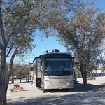 Wendover koa