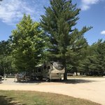 Lincoln woodstock koa