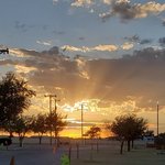 Amarillo koa