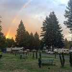 Lone fir resort