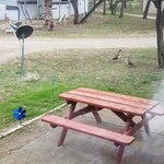 Wilderness lakes rv resort