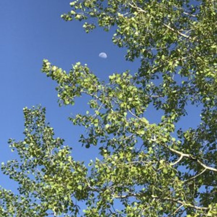 Navigating Wonderful S Profile Campendium