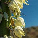 Panoche hills
