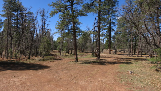 Shin Bone Dispersed Camping photo 2