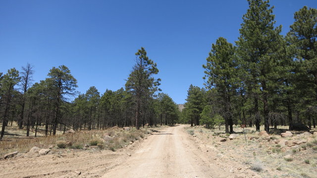 Forest Road 553 photo 2