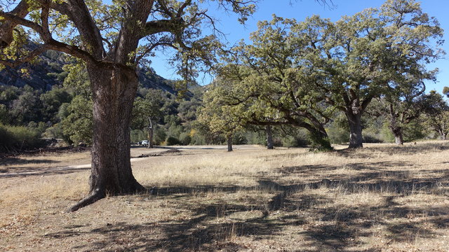 Carrizo Oaks photo 2