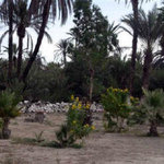 El padrino rv park