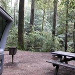 Camp 20 jackson demonstration state forest