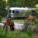 Whistlers campground jasper np