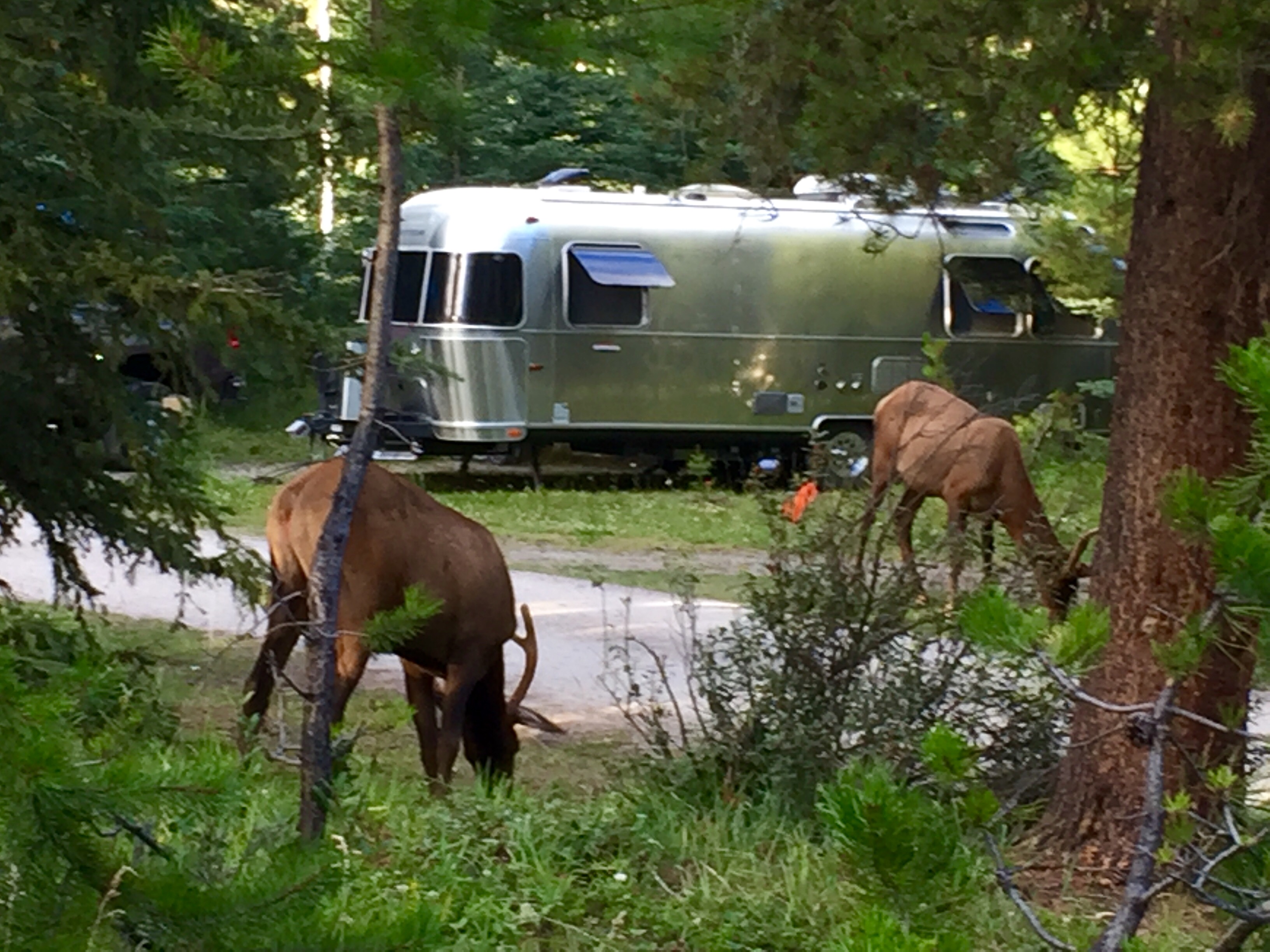 Whistlers Campground