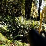 Pine point site