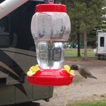 Blue cedar campground