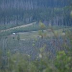 North fork road