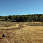 Forest road 181
