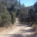 Champion Road Dispersed Reviews - Campendium