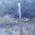 Champion Road Dispersed Reviews - Campendium