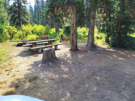Poet Creek Campground photo 2