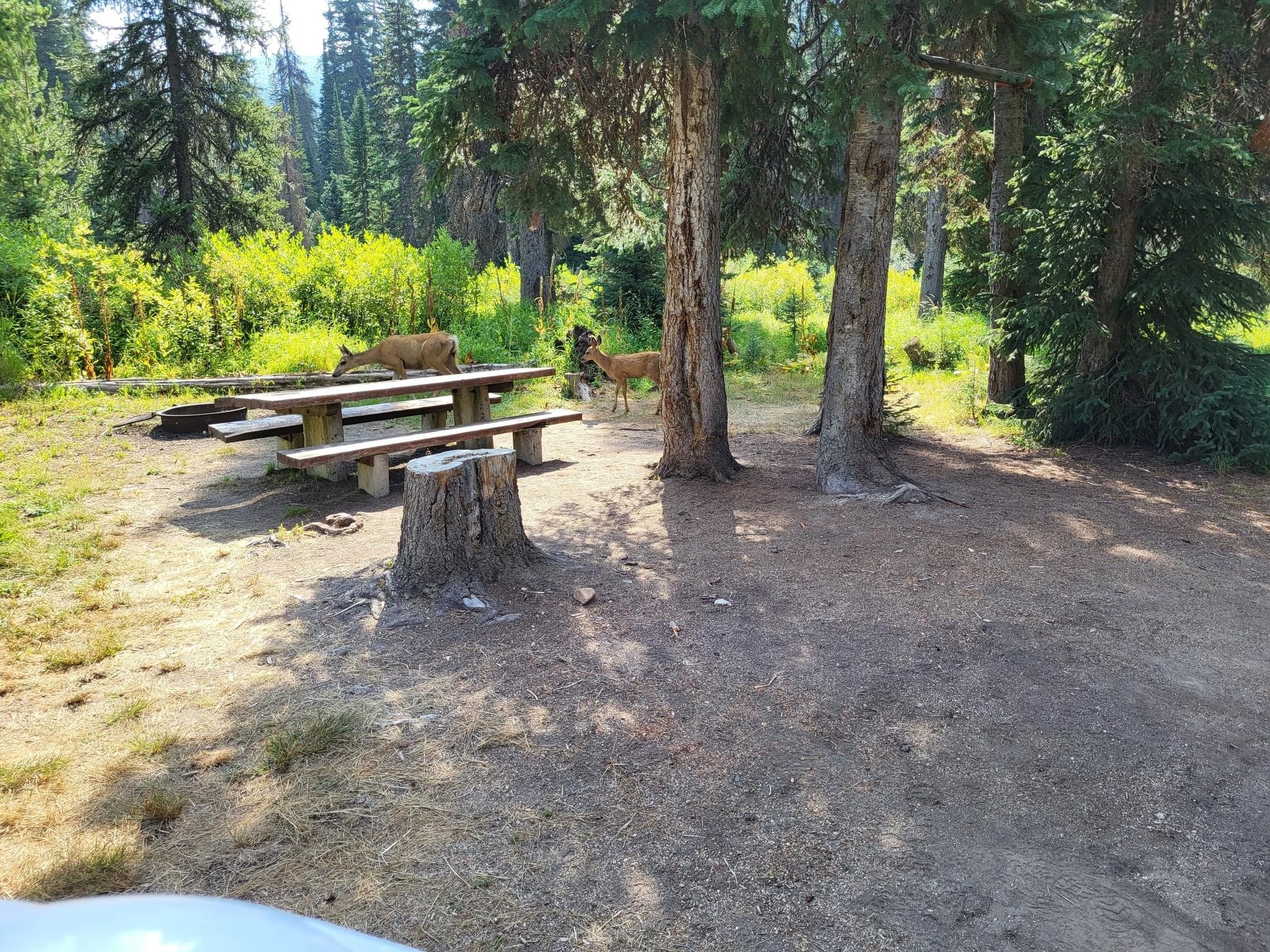 Poet Creek Campground