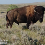 Buffalo camp at american prairie reserve