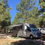 Peregrine pines famcamp