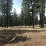 Forest road 518