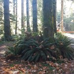 Caycuse timberwest campground